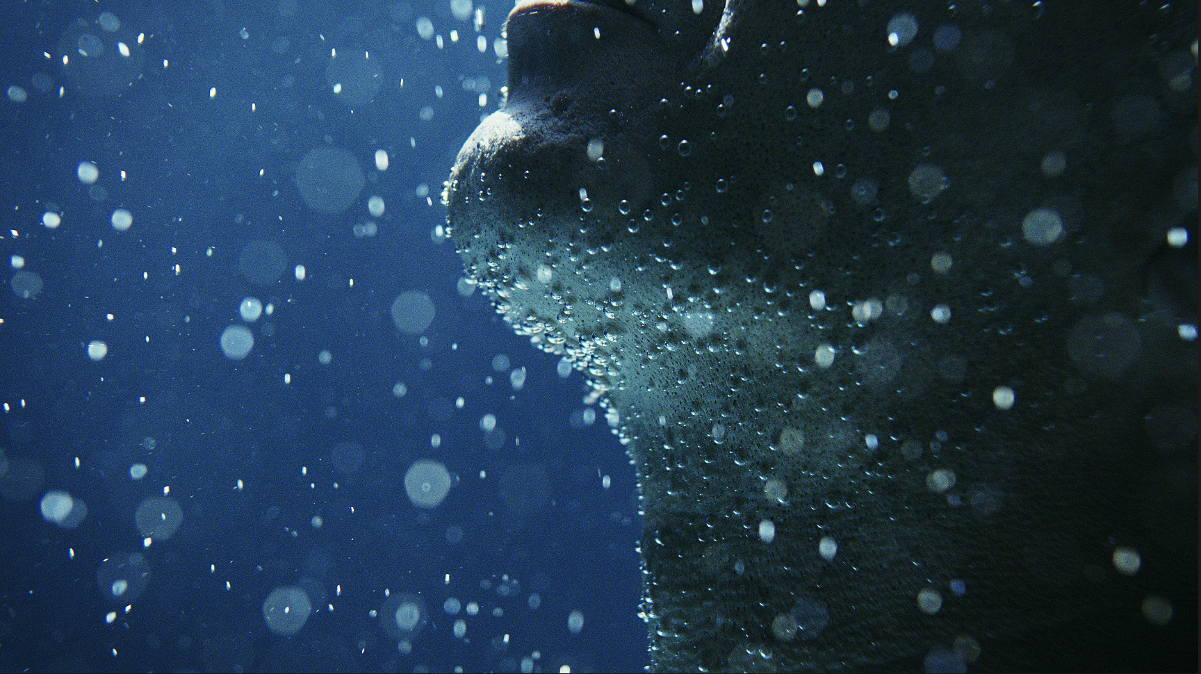 Underwater Video Production